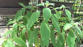 Fuchsia boliviana var. Buchlovice