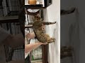 tiktokで流行っている猫壁チャレンジ【ベンガル猫メイの場合】 shorts