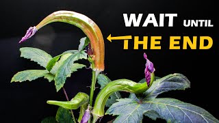 Red Lady's Fingers (Okra) Growing Time Lapse