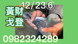 （賽鴿）｜12/23分享黃財戈登⑥ ☎️0982324289 賽鴿交流 #賽鴿介紹（貢寮吳姓鴿友已交流）