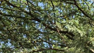 Bird Chirping at the Campus of Raje Ramrao College, Jath