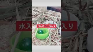 飼育用品紹介 ヒメウズラひよこ