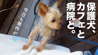 保護犬、カフェと病院の3連休最終日。２日連続で痙攣がありました。【Day57】