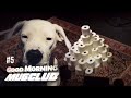 HAPPY DOG EATS TOILET PAPER FOR HALF HOUR! | #5 Good Morning MugClub