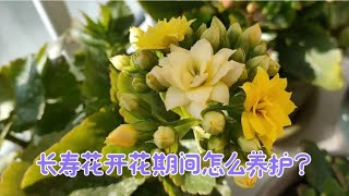 长寿花开花期间该怎么养护呢？“注意”这几点很重要