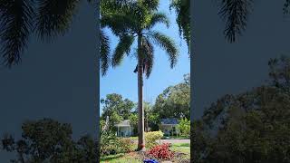 Pruning a Cuban Royal Palm (Roystonea regia)