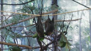 Zoo Day | Inside the Bat house at San Diego Zoo Safari Park