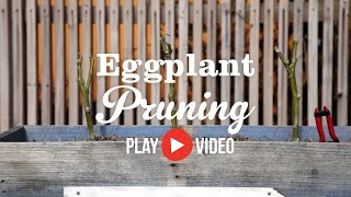 Eggplant Pruning