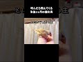 呼んだら飛んできてくれる雛文鳥　シナモン文鳥のぷりん♪誇らし気な文鳥と褒める主 shorts 文鳥 javasparrow