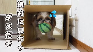 【とんでもなく恥ずかしいことをやらかしたシーズー】※笑いすぎにはご注意を【犬Vlog】