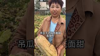 三老板来到二十亩南瓜种植基地，携手助农路，共筑丰收梦，让田园希望永绽放！抖音助农 三农 新农人 南瓜