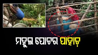 ମିଳିଲା କିଲୋ କିଲୋ ମହୁଲ ପୋଚ  | Odisha Reporter