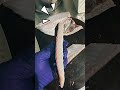 熟成了4天的豬哥生魚片❗️❗️意外的好吃 還有什麼磯釣魚種做生魚片也很讚的 下面留言告訴我 甘蝦大家🙏🙏 fishing 開胡就好 磯釣 黑豬哥 生魚片