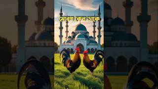 ফজরের সময় মোরগ কেন ডাকে !! #islamicvideo #shortsfeed #shorts