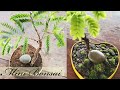 Tamarind Mini Bonsai Update