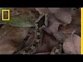 Two Headed Snake Attack | National Geographic