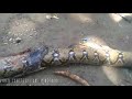 a king cobra swallows a python in ph banakon vs sawa