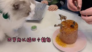 【布偶猫】九千岁过四岁生日，老父亲洗冷水澡贺寿【猪娣儿是一只猫】