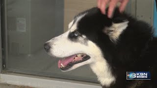 Kansas Humane Society receives $85K grant from PetCo Love