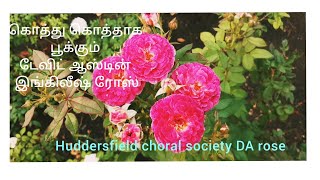 டேவிட் ஆஸ்டின் இங்கிலீஷ் ரோஸ்- Huddersfield choral society- David Austin Rose growing tips in Tamil