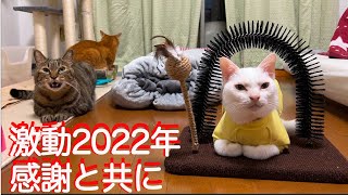 珍妙猫ズの激動過ぎた2022年、往く猫来る猫【予告編を添えて】