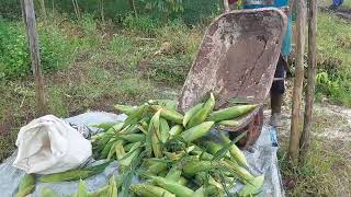 Panen Jagung Manis Paragon di Kab. Kotawaringin Barat. sangat memuaskan.