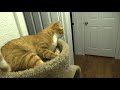 10 funny cat clips that will make you laugh cole and marmalade