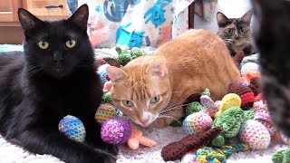 10 Funny Cat Clips That Will Make You Laugh! - Cole and Marmalade