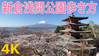 【4K】新倉山浅間公園の桜（新倉富士浅間神社）富士山（五重塔）Arakurayama Sengen Park Cherry blossoms