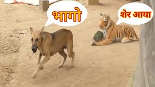 Dogs funny reaction meet fake tiger Fake Tiger Prank Dog Very Funny Dog Try To Stop Laugh Challenge