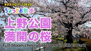 上野公園で桜散歩🌸