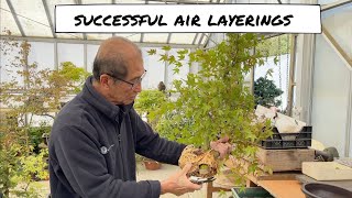 Successful Air Layerings