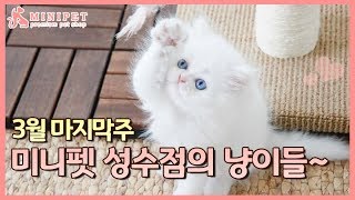 3월 마지막 주 미니펫 성수점의 냥이들~