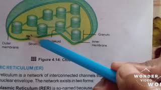 Biology Class 9 chapter #4 plastids part 1