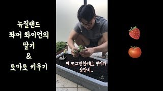 [KIWILIFE]New Zealand Life 뉴질랜드에서 키우는 딸기와 토마토 (Feat.폭풍성장)