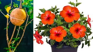 How to Propagate Hibiscus Plant From Potato - Secret Technique