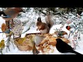 Cat TV for Cats to Watch: Hang Out with Red Squirrels and Beautiful Birds: 10hrs Winter Fun for All