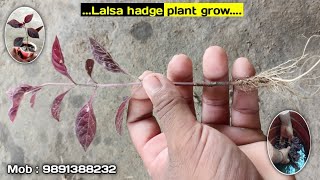 How to grow lalsa plant in glass || Lalsa ka paudha cutting se kaise taiyar kare || Hadge plant ||