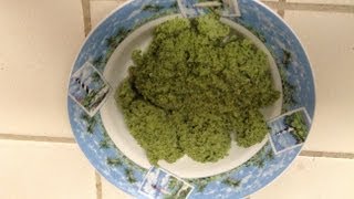 Pureed Broccoli For Adults