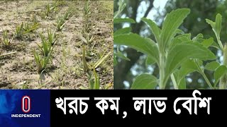 ঔষধি গাছের চাষাবাদে কৃষকের মুখে হাসি || Medical Tree