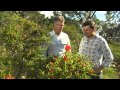 The Garden Gurus WA Easter Special - WA Native Plants