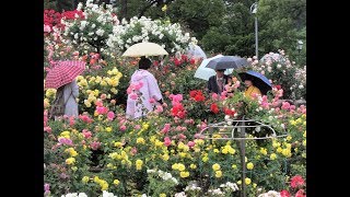 ２０１８第１４回粕屋町駕与丁公園・バラまつり　雨天決行で綺麗！な風景！「動画」