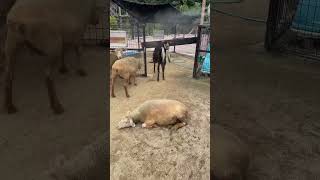 扇風機で涼むメイちゃん達  【天王寺動物園】