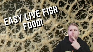 Easy Live Foods to Feed Your Fish - How to Culture Microworms