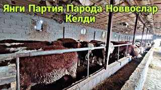 Янги Партия Парода Новвосларни Удари Келди.Тел:+992022329191,+992928405981,+992118827444.