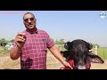 world s expensive buffalo saraswati 🥇🥇🥇watch pavitra bhai s farm for the first time on youtube