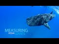 Underwater Africa in Tofo, Mozambique