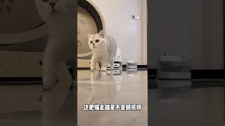 麻烦大家帮我看看，这肥猫走路是不是顺拐啊