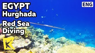 【K】 Egypt Travel-Hurghada[이집트 여행-후르가다]홍해에서 즐기는 다이빙/Aquarius diving club/Red Sea/Coral/Snorkeling