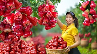 Harvesting Red Fresh Bell - Rose Apple Goes To The Market Sell | Lucia New Life